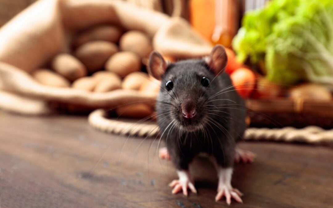 8 espèces de nuisibles et leurs dégâts