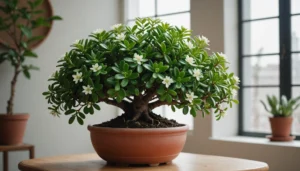 arbre de jade fleuri