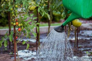 Récupérateur d’eau : l’astuce simple pour un jardin écolo