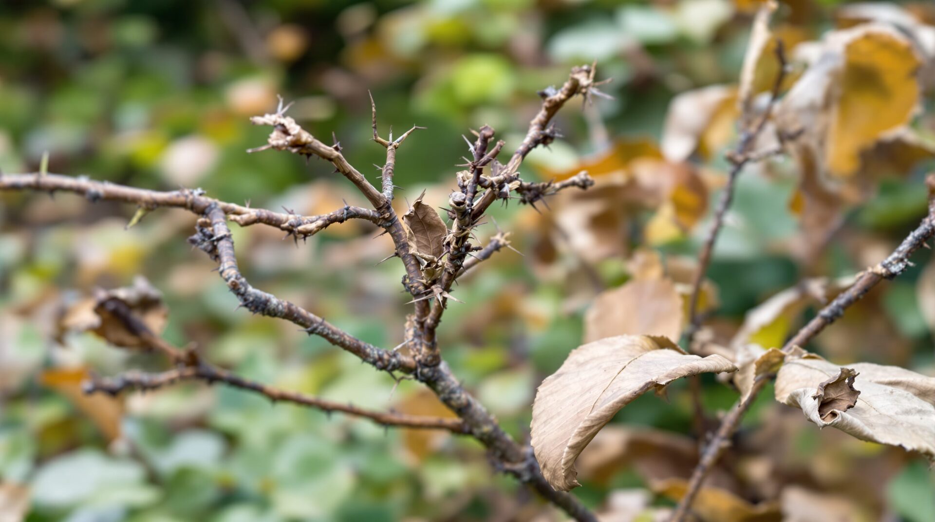 comment savoir si un rosier est mort