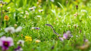 serpent long et fin france
