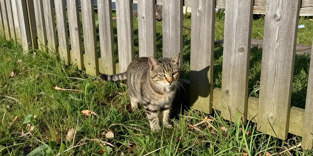 comment faire pour que mon chat reste dans le jardin