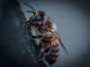 Comment_aider_les_abeilles_?_(même_si_vous_n_avez_pas_de_jardin)