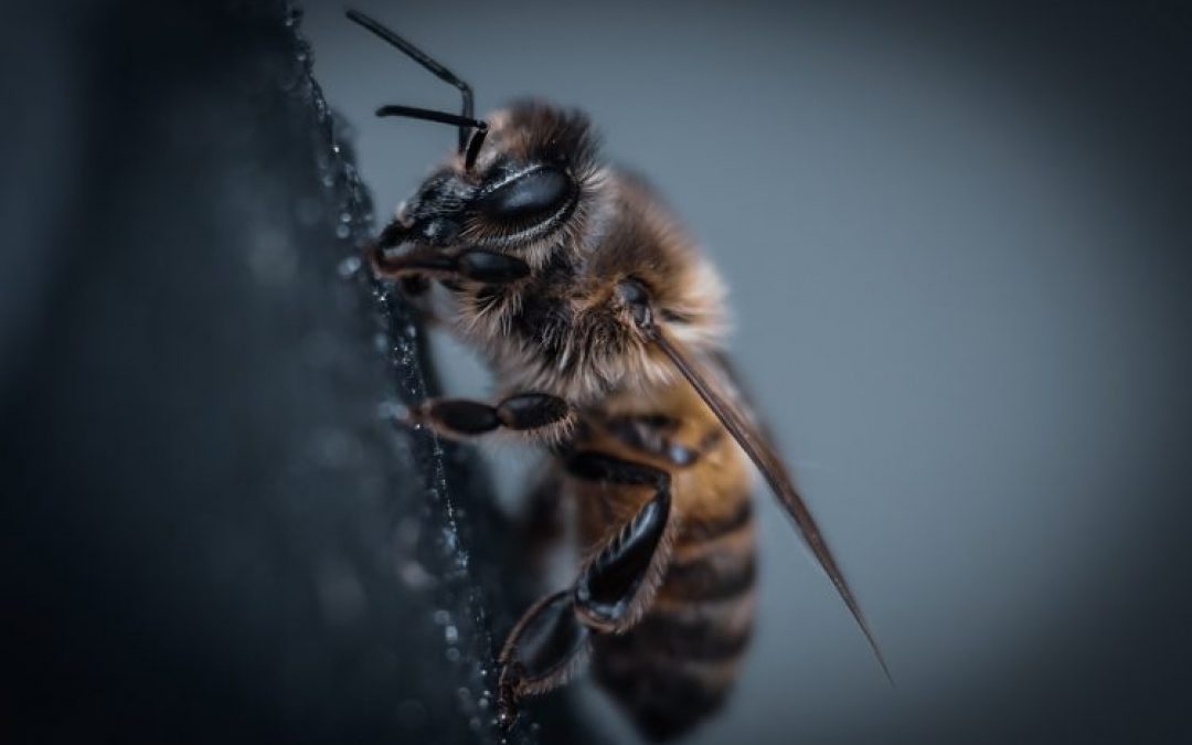 Comment_aider_les_abeilles_?_(même_si_vous_n_avez_pas_de_jardin)