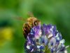 Comment_attirer_les_abeilles_dans_votre_jardin_?
